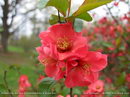 به زینتی, Pink Beauty Flowering Quince , Ornamental Japanese Flowering Quince , Cydonia
